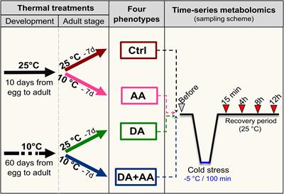 Cold Acclimation Favors Metabolic Stability in Drosophila suzukii